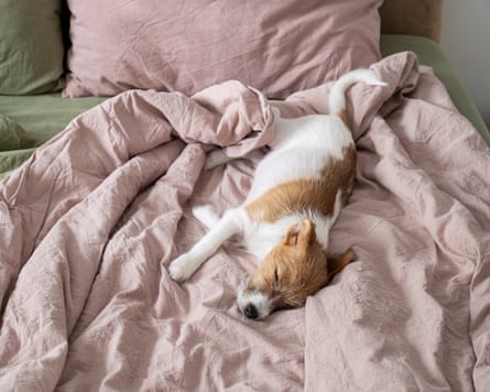 Jack russell terrier dog sleeping in bed on pink linen sheets.