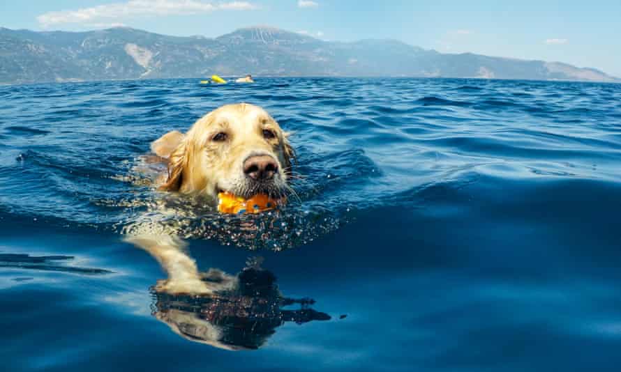 Dog Swimming In Sea