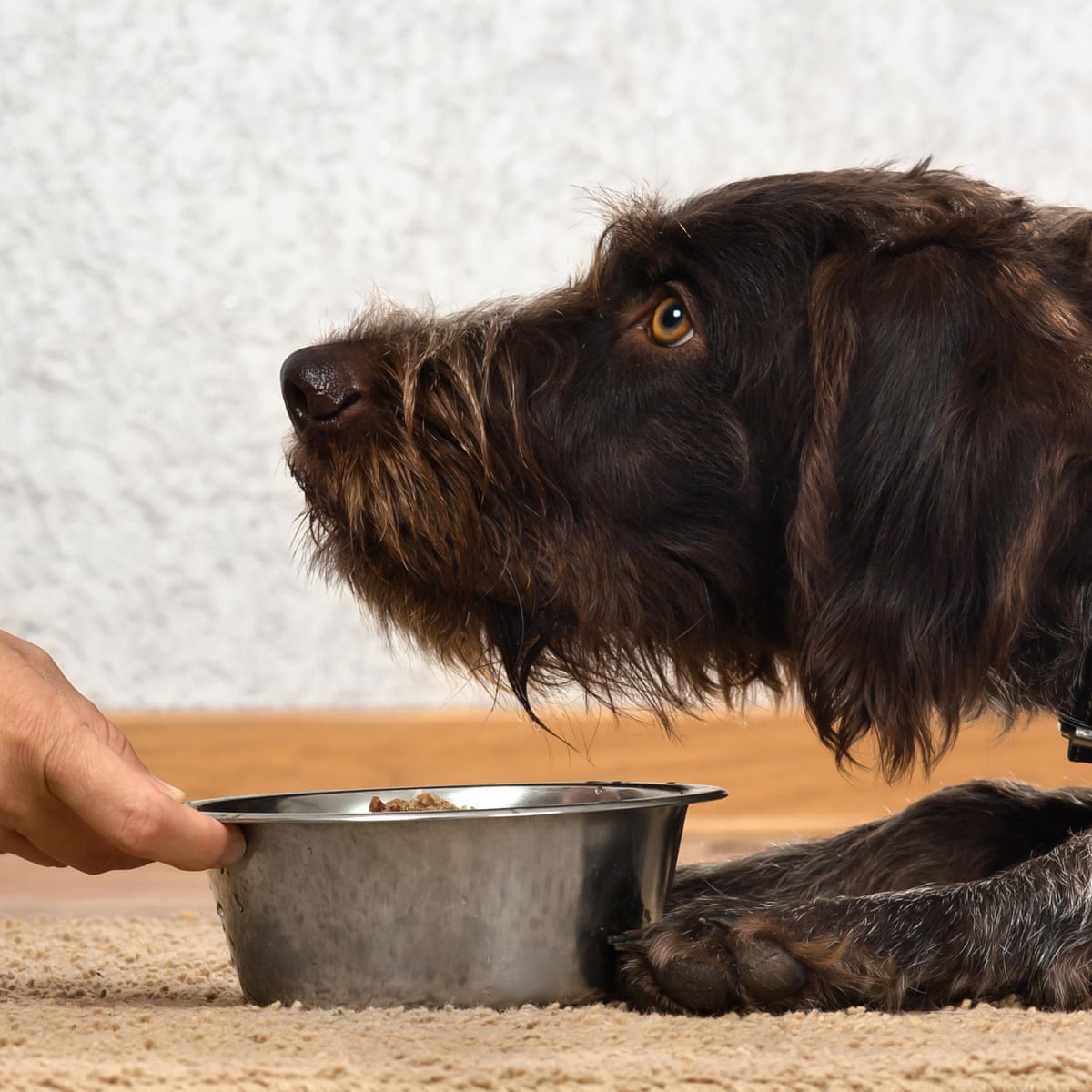 Pet Food Is An Environmental Disaster Are Vegan Dogs The Answer Vegetarianism The Guardian