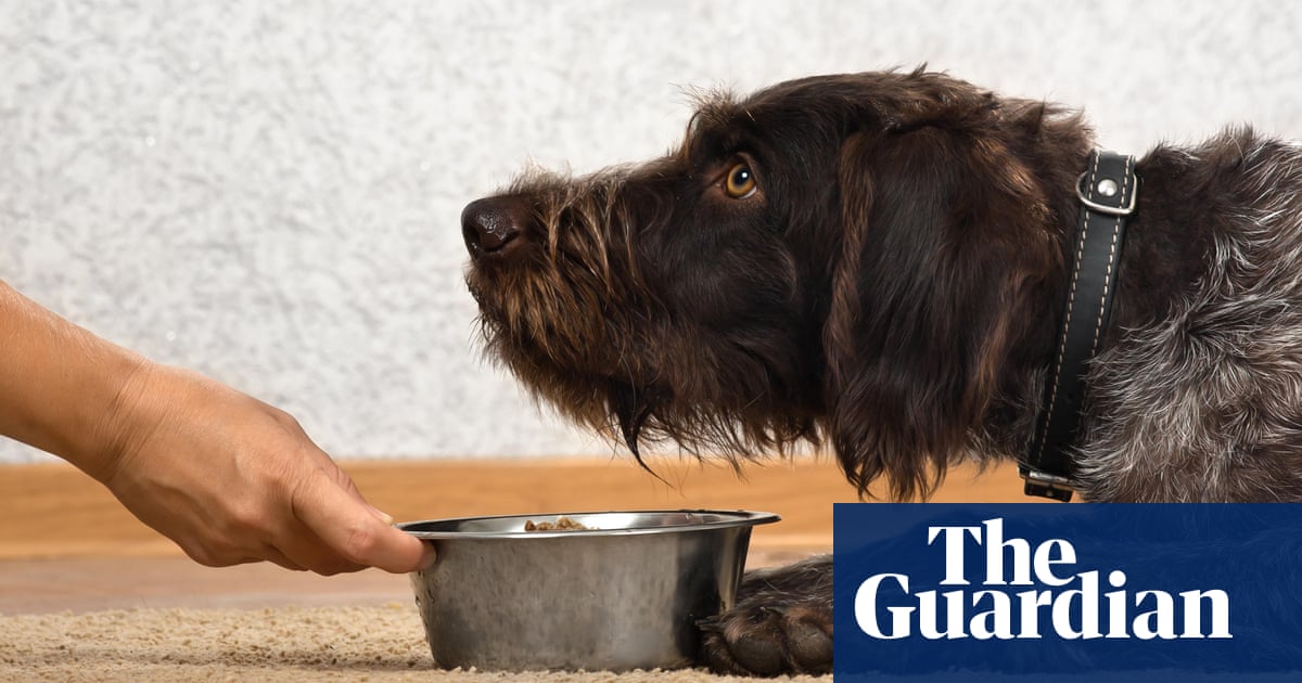 Pet food is an environmental disaster – are vegan dogs the answer? |  Vegetarianism | The Guardian