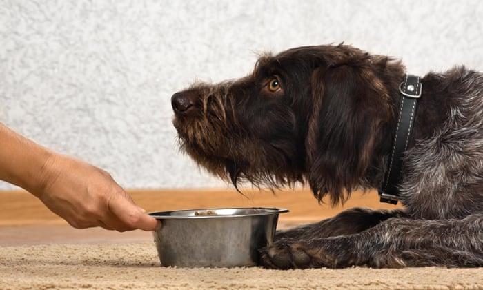 Pet Food Is An Environmental Disaster Are Vegan Dogs The Answer Vegetarianism The Guardian