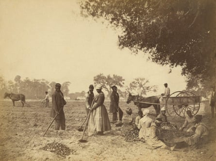 Formerly enslaved people plant sweet potatoes at the Hopkinson plantation in South Carolina, 1862.