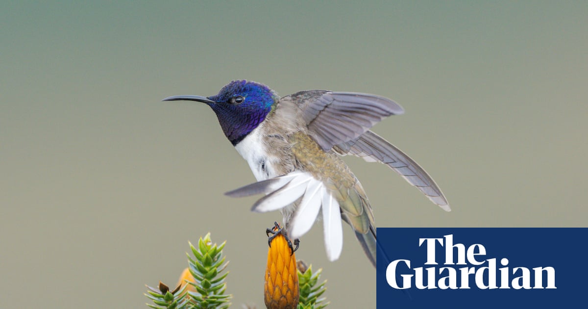 The bird that changed Ecuador: how a chance discovery of a rare species helped to save many more
