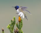 The bird that changed Ecuador: how a chance discovery of a rare species helped to save many more