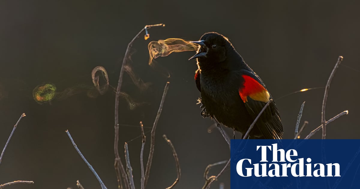 2019 Audubon Photography Awards Winners In Pictures