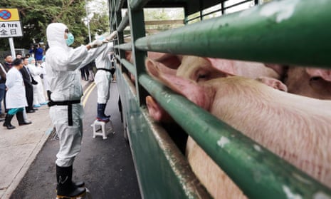 Pigs in a truck being checked at the entrance of a slaughterhouse in Sheung Shui, China.
