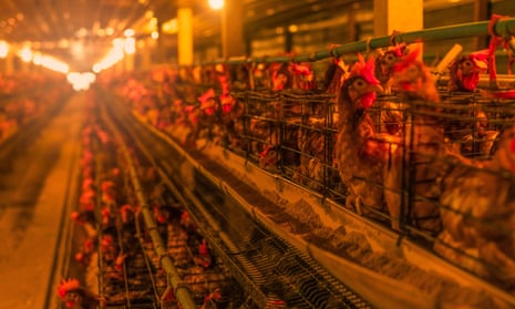 Egg-laying chicken in battery cages. 