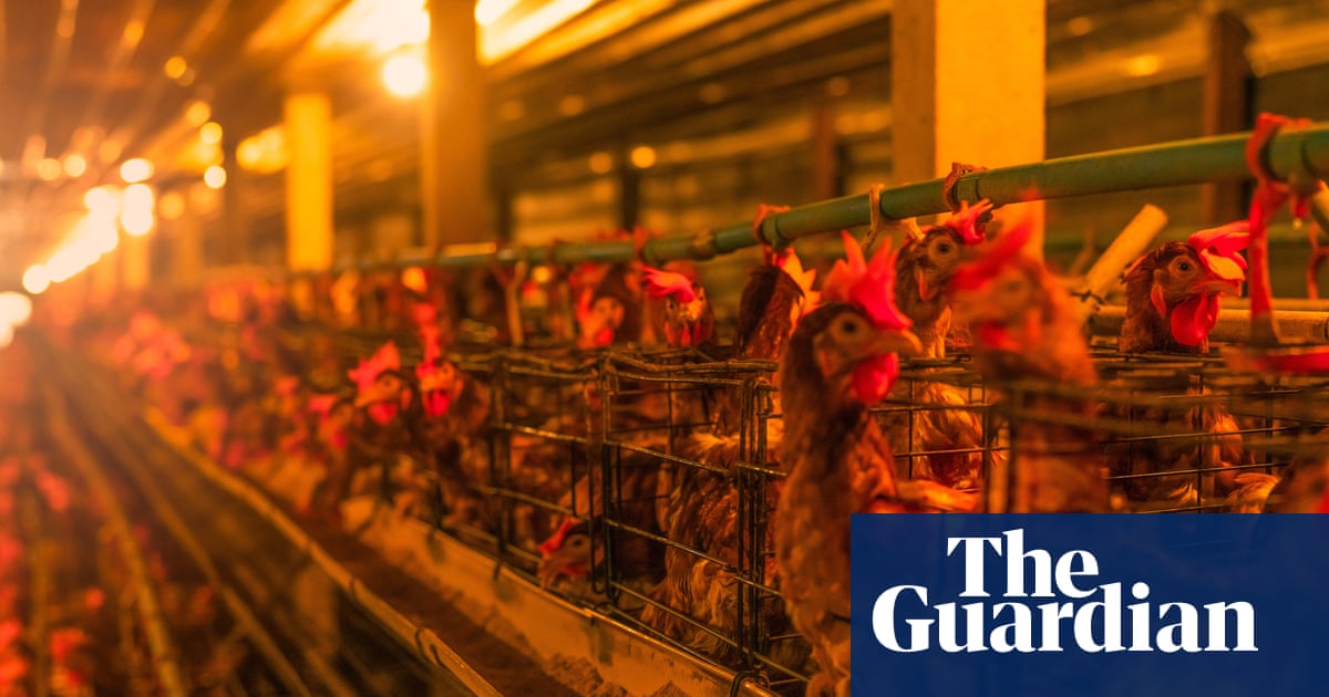 UK looks to relax planning rules for factory farms after industry lobbying