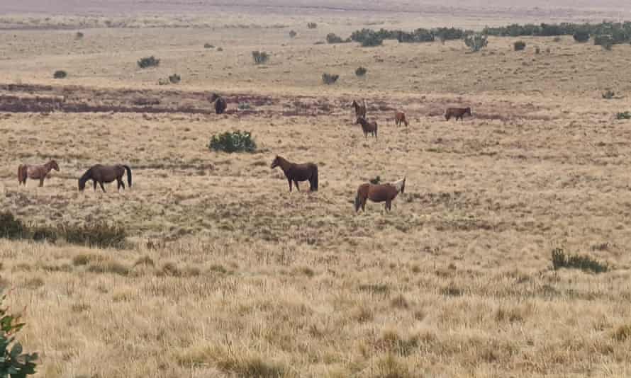 An aerial survey conducted in late 2020 estimated the feral horse population in the national park to be 14,380.