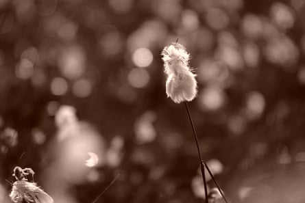 White-flossed heads of common cotton-grass
