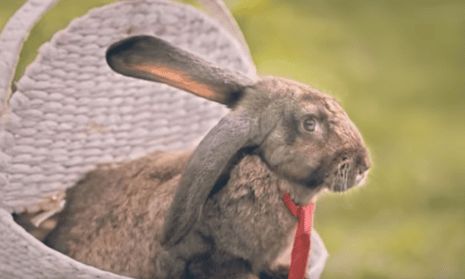 A still from the Polish health ministry video encouraging people to ‘breed like rabbits’.
