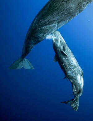 Underwater world category winner: Whale MilkA sperm whale feeding her calf