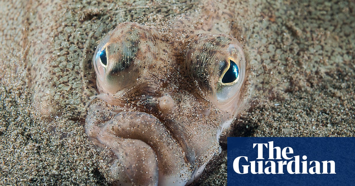 British Wildlife Photography Awards 2019 winners – in pictures