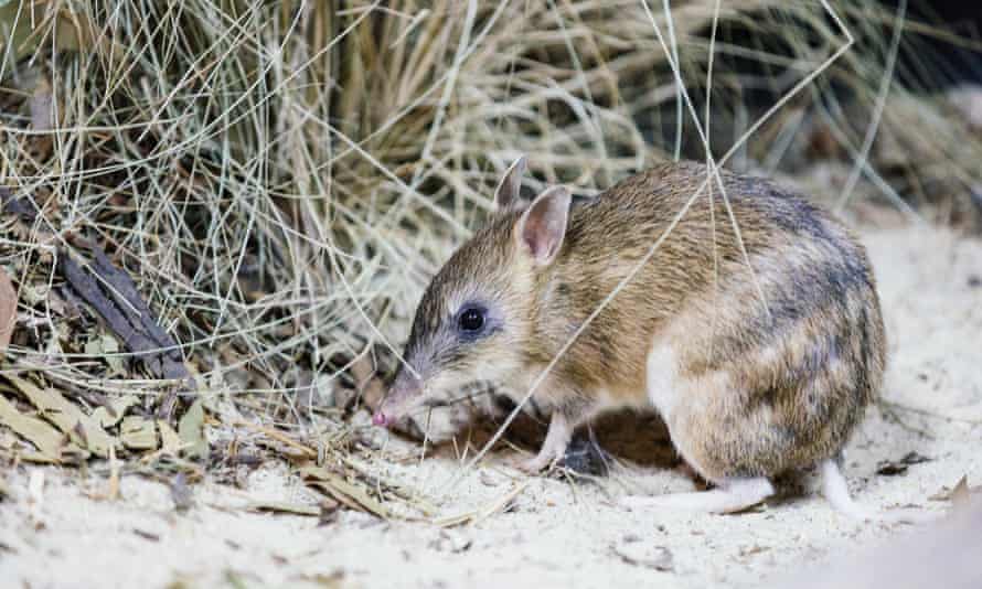 he endangered eastern barred bandicoot