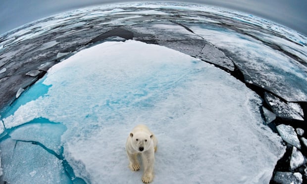 A polar bear in Svalbard, Norway, where the waters have half the average ice for this time of year.