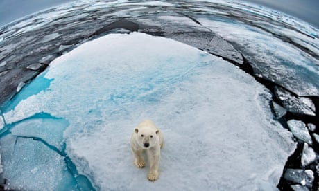 How disappearing sea ice has put Arctic ecosystem under threat | Arctic |  The Guardian