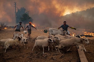 Bodrum, Turkey: men lead sheep away from an advancing wildfire in Muğla