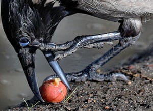 A crow eats a crab apple, Ivanovo, Russia