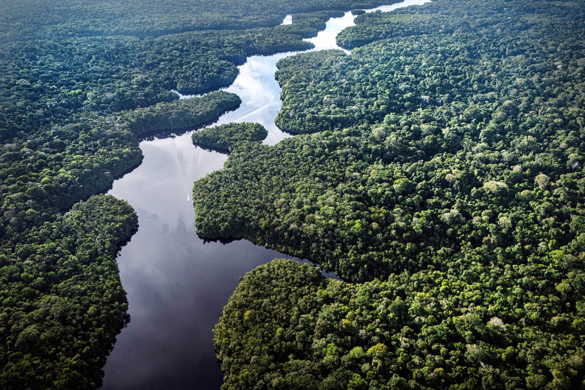 A river runs through a rainforest