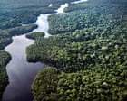 Big trees in Amazon more climate-resistant than previously believed
