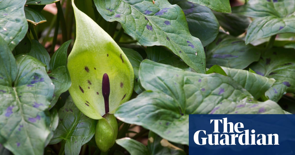 Plantwatch: the ingenious fly trap hiding in Britain’s hedgerows