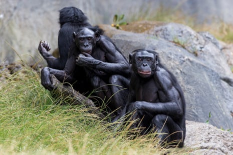 Three bonobos sitting in grassy rocky setting,  two looking at camera.