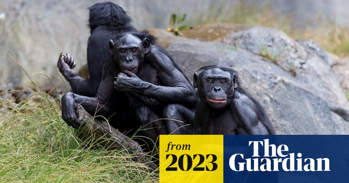 Origins of masturbation traced back to primates 40m years ago
