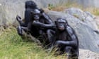 Origins of masturbation traced back to primates 40m years ago