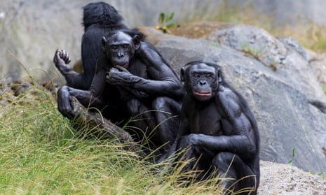 A group of bonobos at San Diego zoo in California