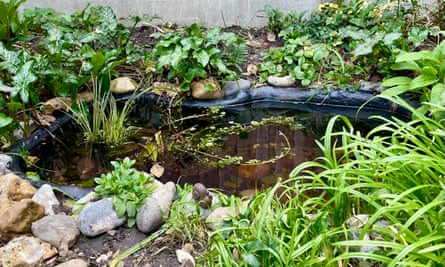 Bea’s pond which the family dug to attract amphibians.