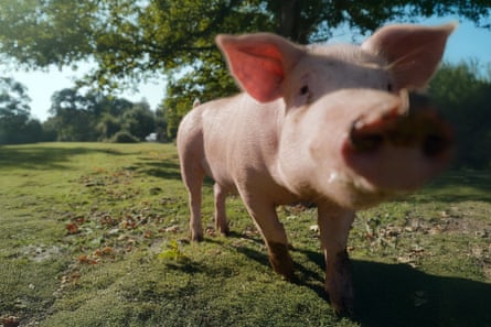 Commoners send their pigs into the forest to eat acorns for four weeks during ‘pannage season’ … Inside Britain’s National Parks.