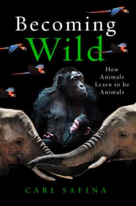 Becoming Wild by Carl Safina, UK edition.