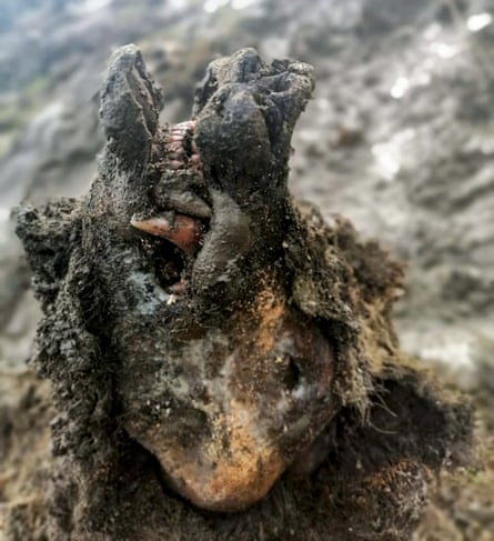 The head of the bear showing its full jaw and teeth still preserved.