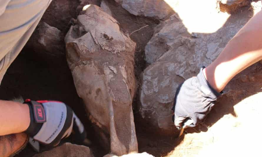 Archaeologists excavate the skull of a 3,000-year-old domestic horse, buried next to a deer stone as part of a ritual sacrifice by early nomadic horsemen.