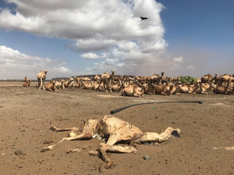 Drought is killing thousands of animals in Marsabit, in northern Kenya