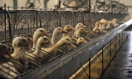 Ducks in a foie gras factory