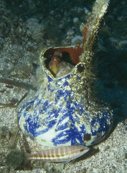 Octopus vulgaris hiding on the seafloor