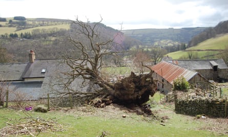 The felled Pontfadog oak