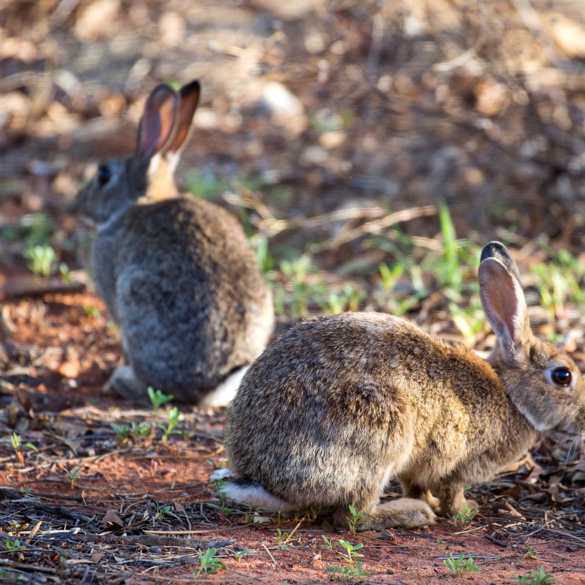 🏆 How many rabbits are there in australia. Rabbits In Australia: A