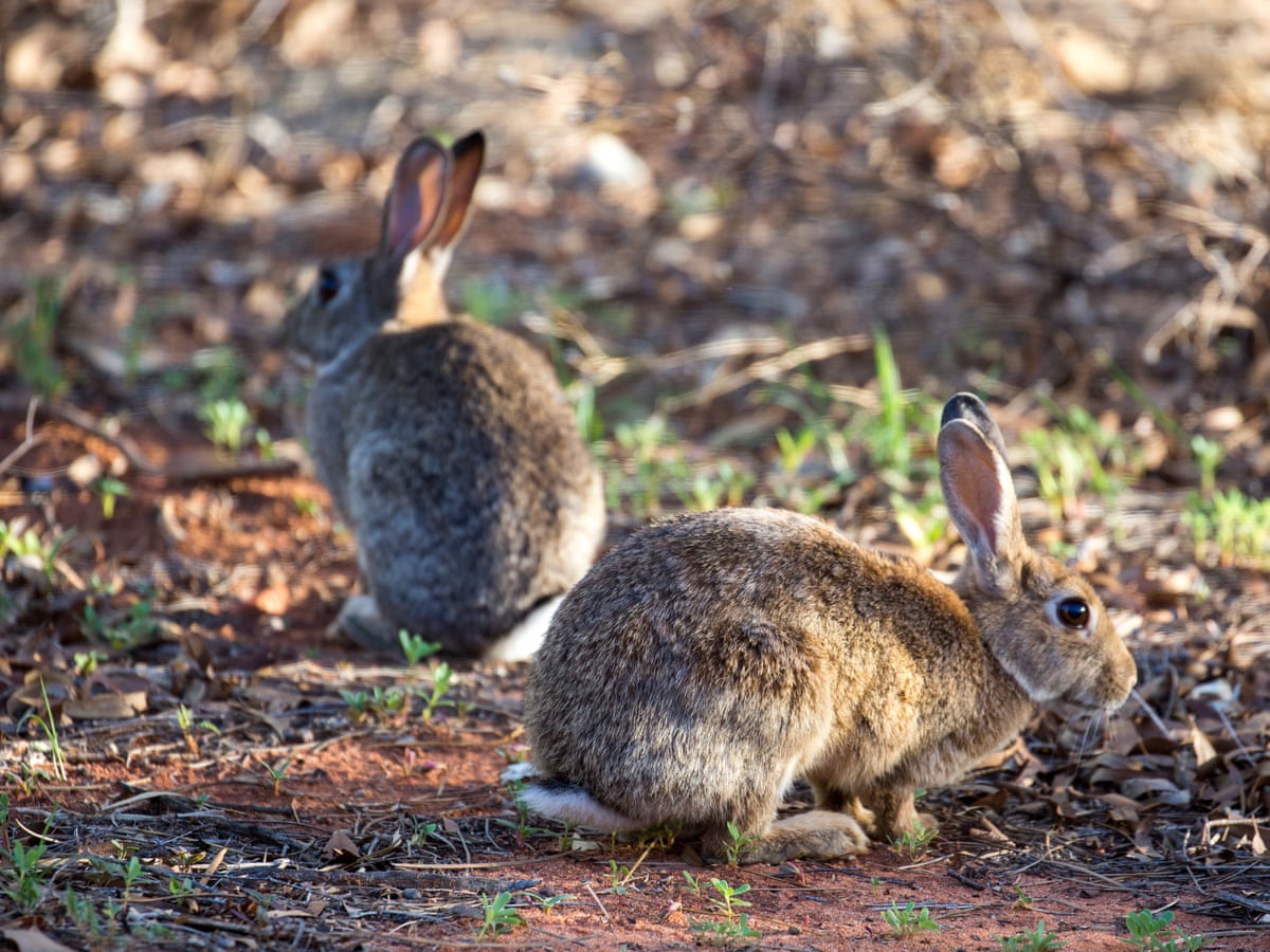 Australia's rabbit invasion traced back to single importation of 24 animals  in 1859, study finds | Invasive species | The Guardian