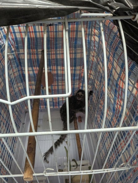 A small grey monkey with a long tail cowers in the corner of a wire cage inside a checked plastic laundry bag.