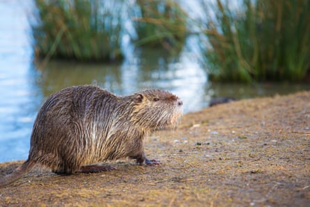 A beaver on sandy ground next to a river