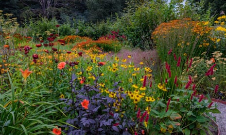 Persicarias and heleniums.
