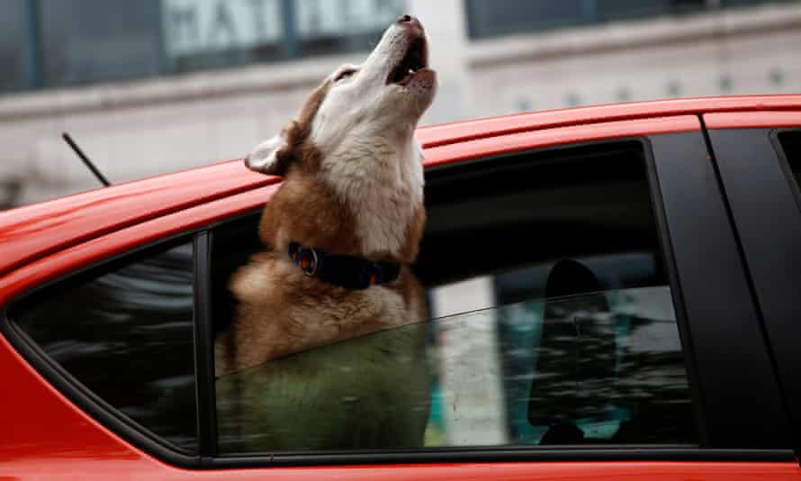 Pfoten für die Wirkung ... es ist, ähm, ein Hund.