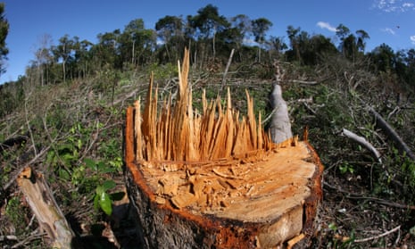 Large tracts of tropical forests, such as this one in the Amazon, are being lost to farmland.