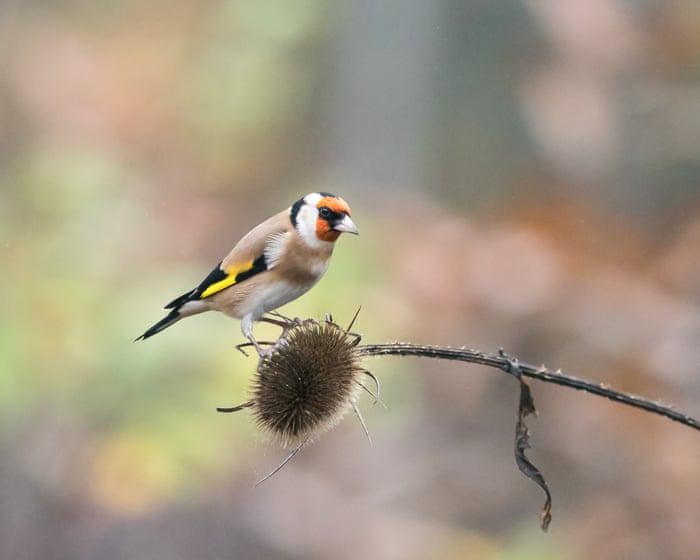 Light pollution causes urban birds to stay awake longer each day, study finds