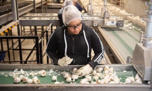 a woman picks garlic on a farm production line