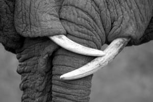 Elephants close up