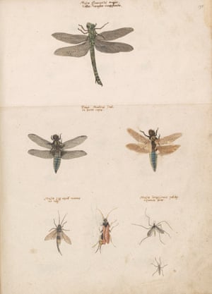 These exquisite drawings show mainly water insects