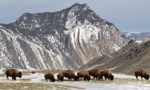 Bison graze, just inside Yellowstone National Park. Authorities propose killing roughly 1000 wild bison this winter, mostly calves and females.